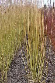 some very pretty tall grass in the dirt