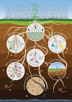 a diagram of the plant life cycle with all its main parts labeled in each circle