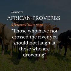 a herd of cattle standing on top of a lush green field next to a quote about african proves