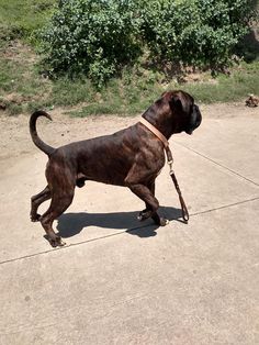 a large brown dog standing on top of a cement ground next to a green bush