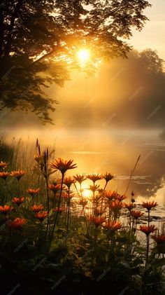 the sun shines brightly through the trees and over water with wildflowers in foreground