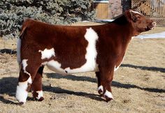 a brown and white cow standing on top of a dry grass field