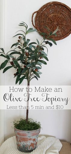 a potted plant with the words how to make an olive tree topiary less than 5 min and $ 10