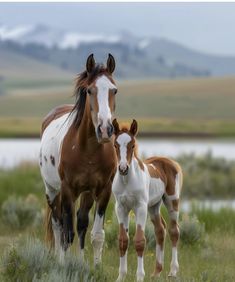 Horseland Fanart, All About Horses, Horse Crazy, Horse Coloring, God Art, Pretty Horses