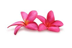 three pink flowers on a white background