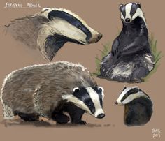 three badgers and two badgerlings are depicted in this drawing