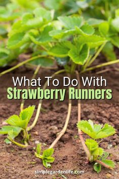 what to do with strawberry runners in the garden