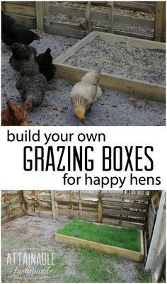 chickens and roosters in their coop with text overlay that reads build your own grazing boxes for happy hens