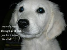 a close up of a dog with a quote on it's front and back side