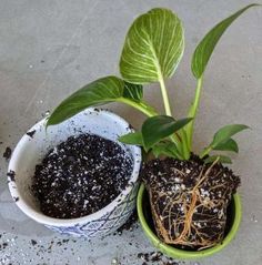 two potted plants sitting next to each other with dirt on the ground below them