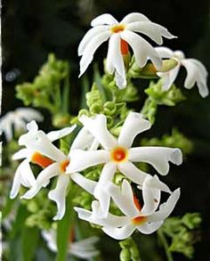 white flowers with orange centers and green stems