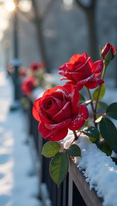 two red roses are sitting in the snow