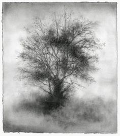 a black and white photo of a tree in the fog