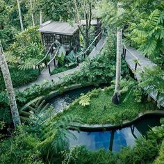 an aerial view of a forest with trees, plants and a house in the background