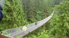 people walking across a suspension bridge in the middle of a forest with lots of trees