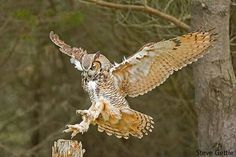 an owl spreads its wings while perched on a wooden post in the middle of a forest