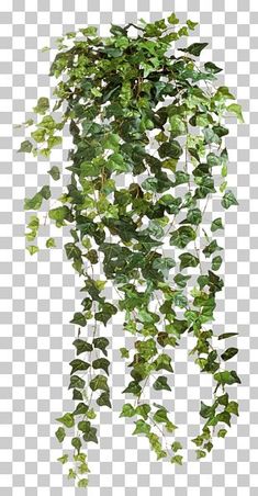 green leaves hanging from the ceiling on a white background png clipart - ivy plant,