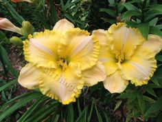 two yellow flowers with green leaves in the background