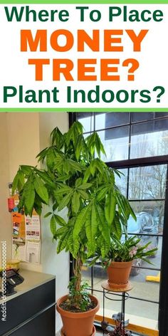 a plant in a pot with the words where to place money tree? plant indoors?