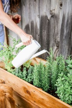 a person pouring water into a planter filled with herbs and greenery in front of a wooden fence