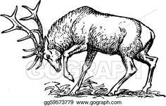 an antelope is eating grass from the ground vintage line drawing or engraving illustration