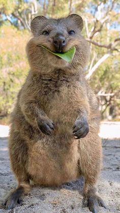 an animal that is sitting down with a leaf in it's mouth and looking at the camera