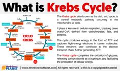 what is kerbs cycle? the key to making it easier for people to learn science