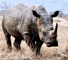 a rhinoceros standing in the middle of a dry grass field