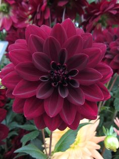 a large red flower surrounded by other flowers