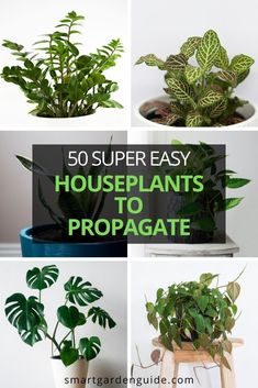 there are many houseplants to propagate in this article