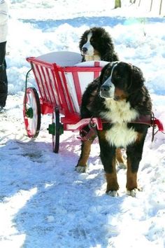 two dogs are pulling a red wagon in the snow