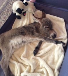 a baby goat laying on top of a blanket next to a stuffed animal dog toy