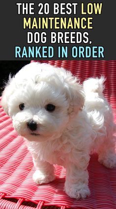 a small white dog standing on top of a pink mat with the words, the 20 best low maintenance dog breeds, ranked in order