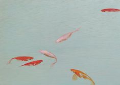 a group of goldfish swimming in the water