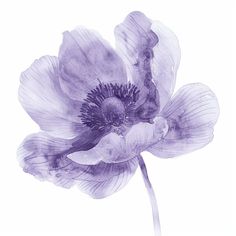 a purple flower is shown on a white background