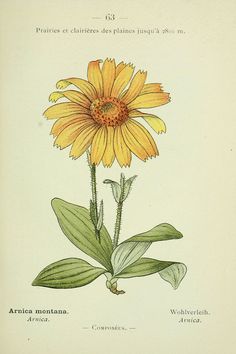 an illustration of a yellow flower with green leaves