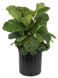 a potted plant with green leaves in it