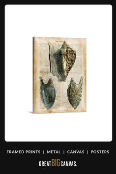 three seashells on an old book page with the words framed prints metal canvases