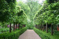 a pathway lined with trees and bushes leading into the distance