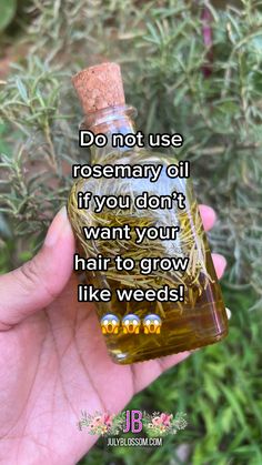 Rosemary Uses Diy, Herbs To Grow Hair, Coconut Oil And Rosemary Oil Hair Growth, Diy Rosemary Oil For Hair Growth, Homemade Oil For Hair Growth, Rosemary Water For Hair Growth Results, How To Use Rosemary Oil For Hair Growth, Rosemary Oil For Hair Growth Diy, How To Make Rosemary Oil For Hair