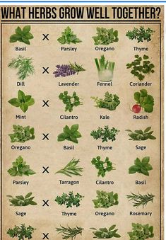 an old poster with herbs on it that says, what herbs grow well together?