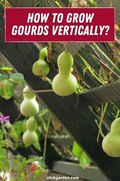 how to grow gourds vertically?