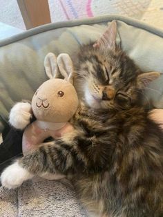 a cat laying on top of a stuffed animal next to a stuffed bunny rabbit toy