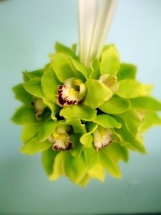 a bunch of green flowers hanging from the ceiling