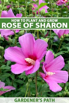 pink flowers with text overlaying how to plant and grow rose of sharon