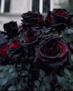 a bunch of red roses sitting in front of a window