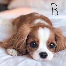 a brown and white dog laying on top of a bed