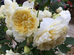 some white and yellow flowers in a garden