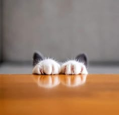 a cat laying on its back with it's paws resting on the floor