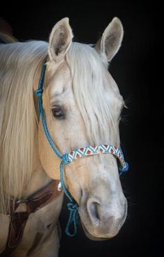 a white horse with blonde hair wearing a blue bridle and braided reins